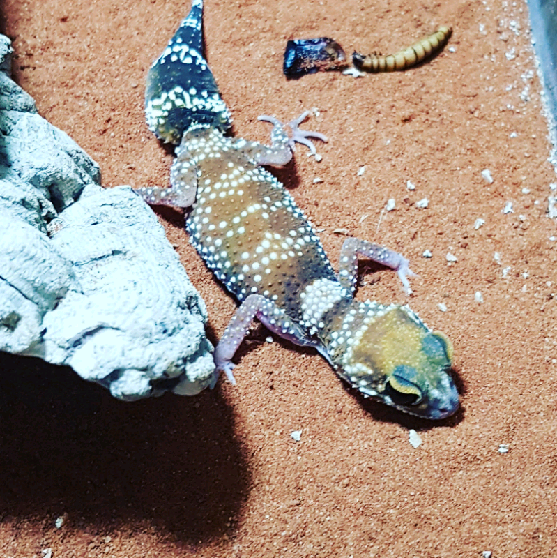 Australian barking gecko and enclosure for sale in Great Barr, West Midlands Gumtree
