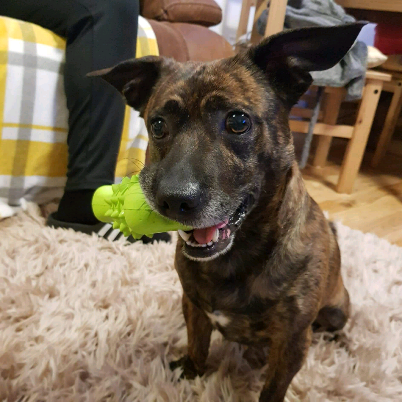 Dog to rehome in Quedgeley, Gloucestershire Gumtree