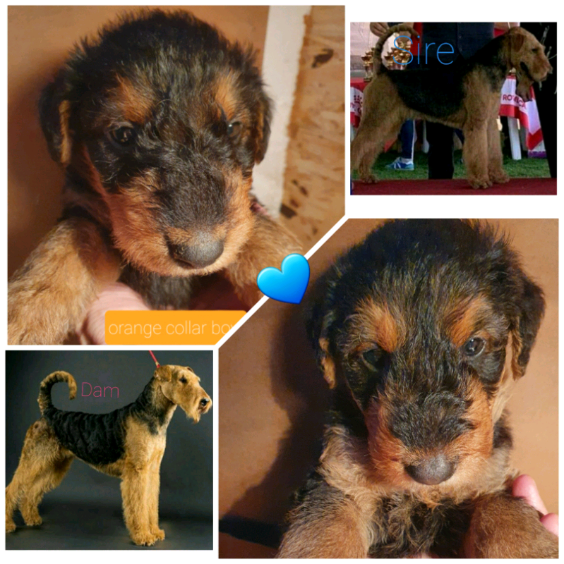 Airedale terrier puppies for sale in Harlow, Essex Gumtree