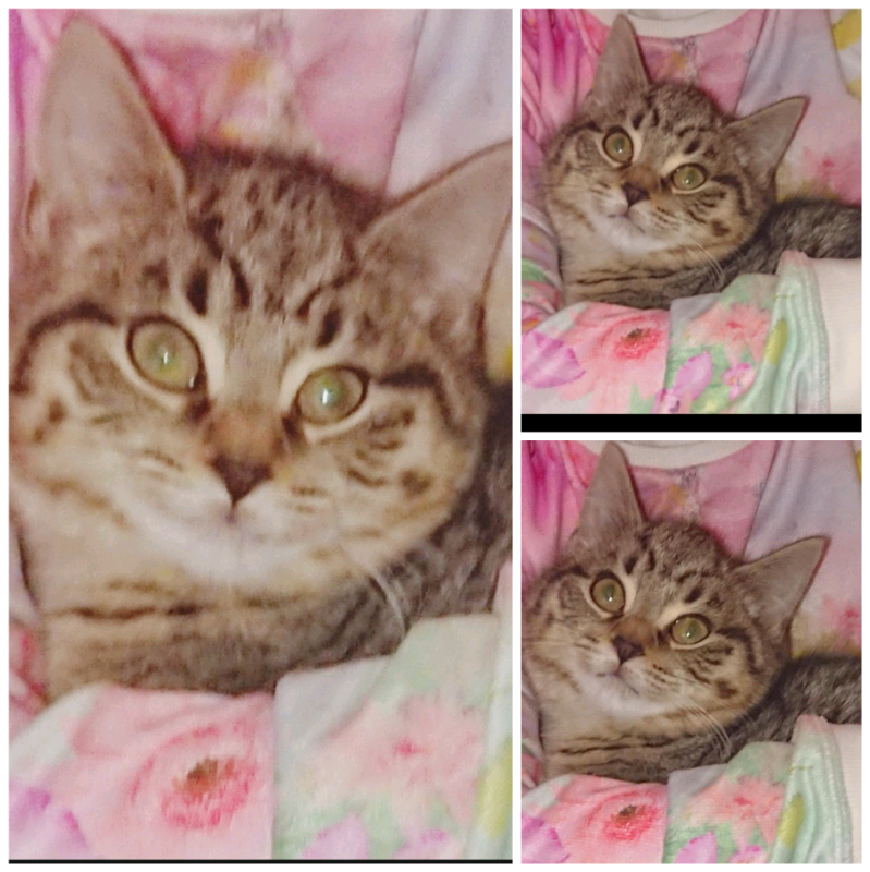 Silver British Shorthaired X Ragdoll Female Kitten In Craigleith