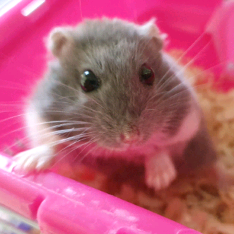 Hamster for sale in Cardonald, Glasgow Gumtree