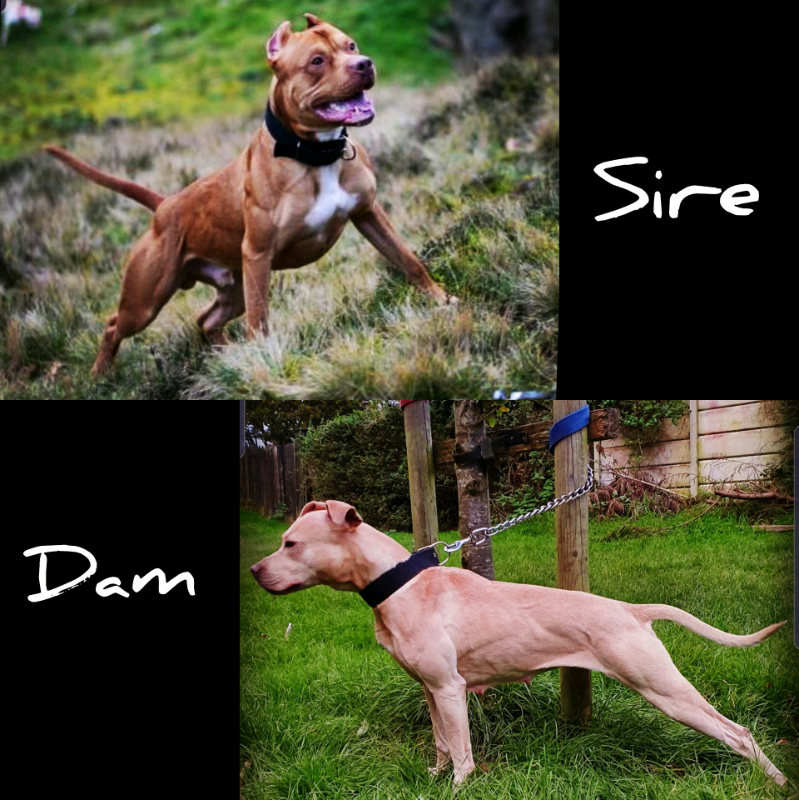 Athletic american bully in Atherton, Manchester Gumtree