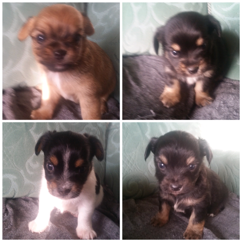 Jack Russell Puppies For Sale In Exeter Devon Gumtree