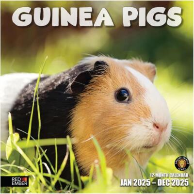 Guinea Pigs 2025 Wall Calendar 12 Month | 12'' X 24'' Open | Thick & Sturdy Paper 