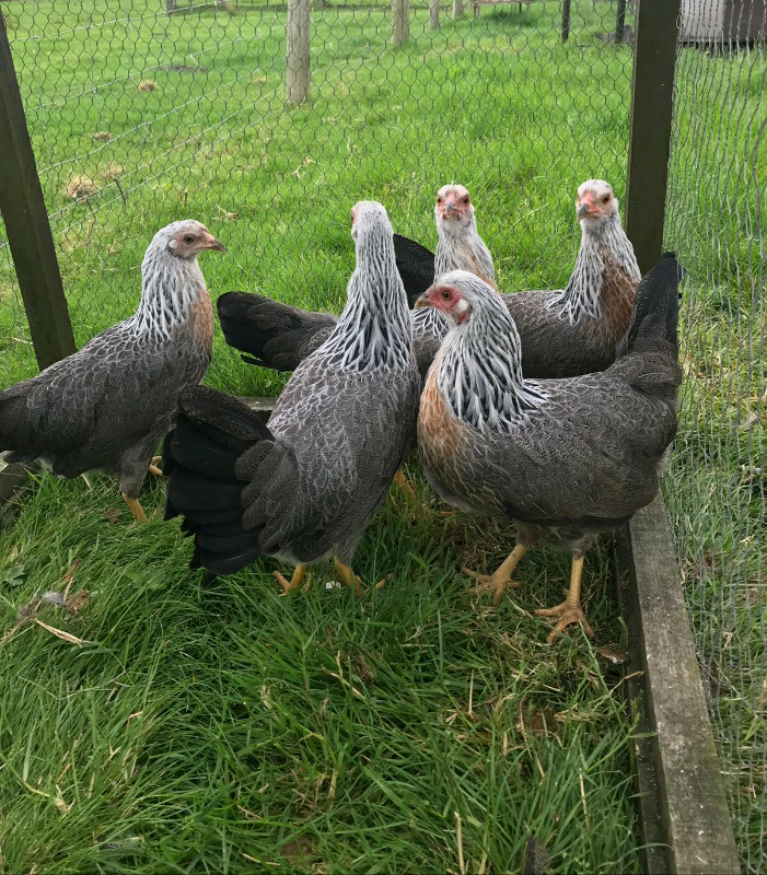 Pure bred bantams for sale hens chickens poultry in Portadown, County