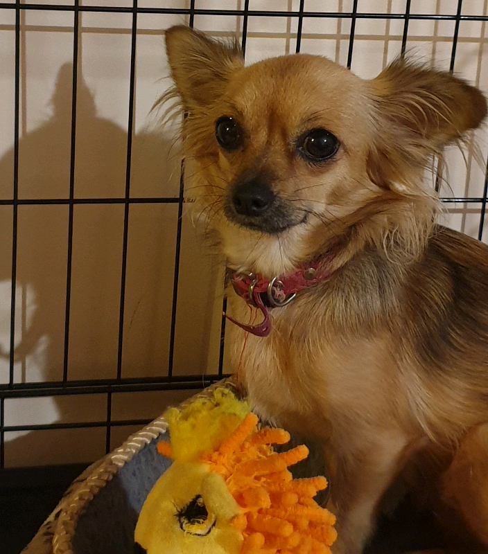 Stunning Pure Bred Long Hair Rare Red Sable Chihuahua Female In