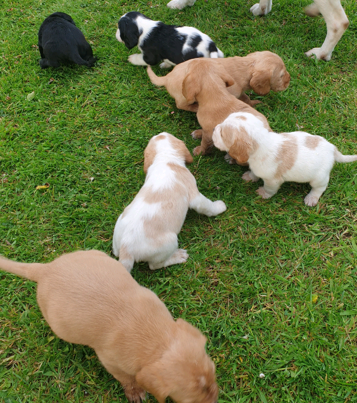 Bocker pups for sale in Limavady, County Londonderry