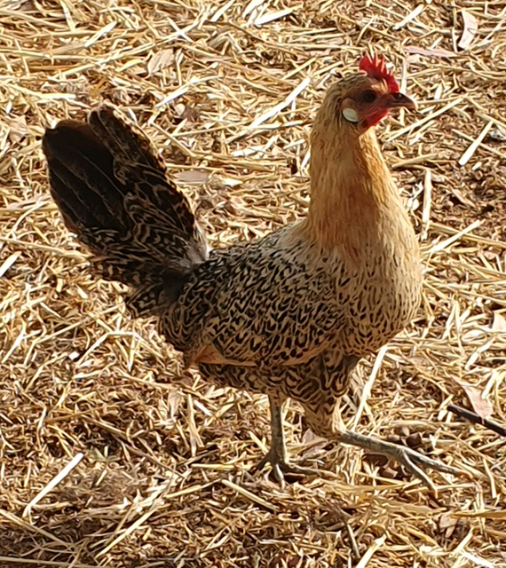 Trio of bantam chickens | Livestock | Gumtree Australia Berri Area