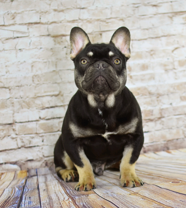 French Bulldog Boys Quad Carriers in Hull, East Yorkshire Gumtree