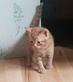 Cats For Sale In Berkshire Gumtree