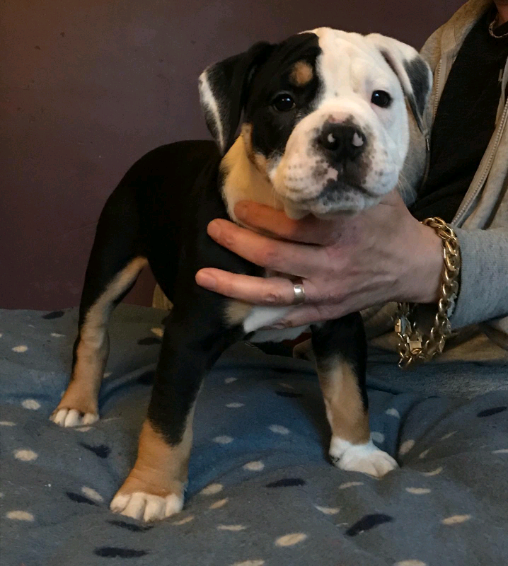 OLD TYME BULLDOG PUPPIES in Wandsworth, London Gumtree