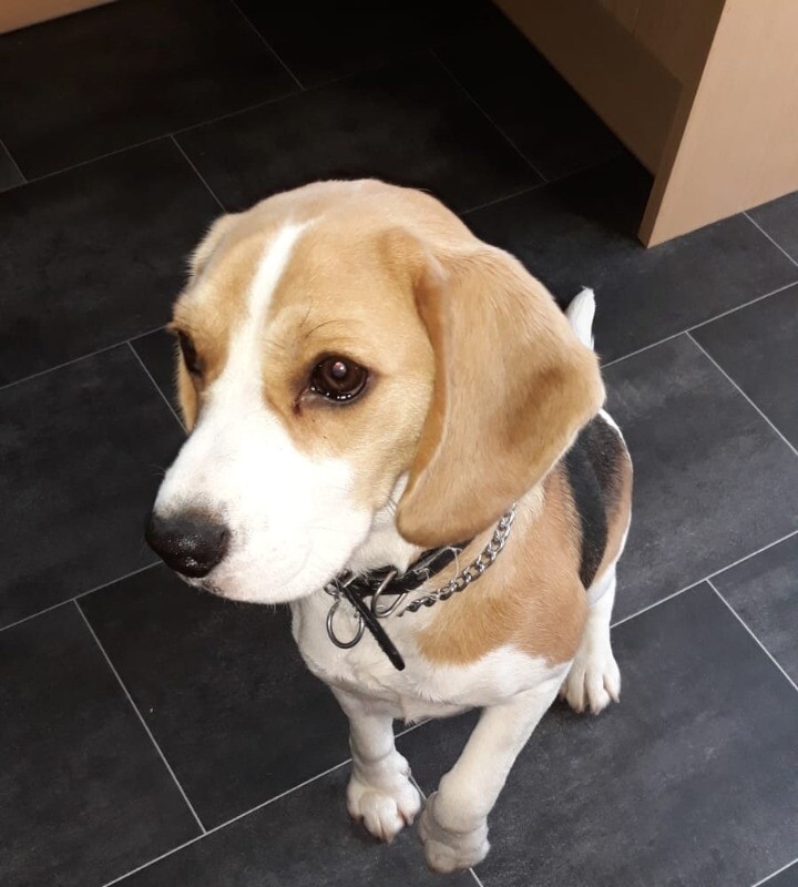 Beautiful Beagle girl in Croydon, London Gumtree