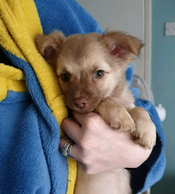 Female Long Haired Chihuahua Puppy In Dundee Gumtree
