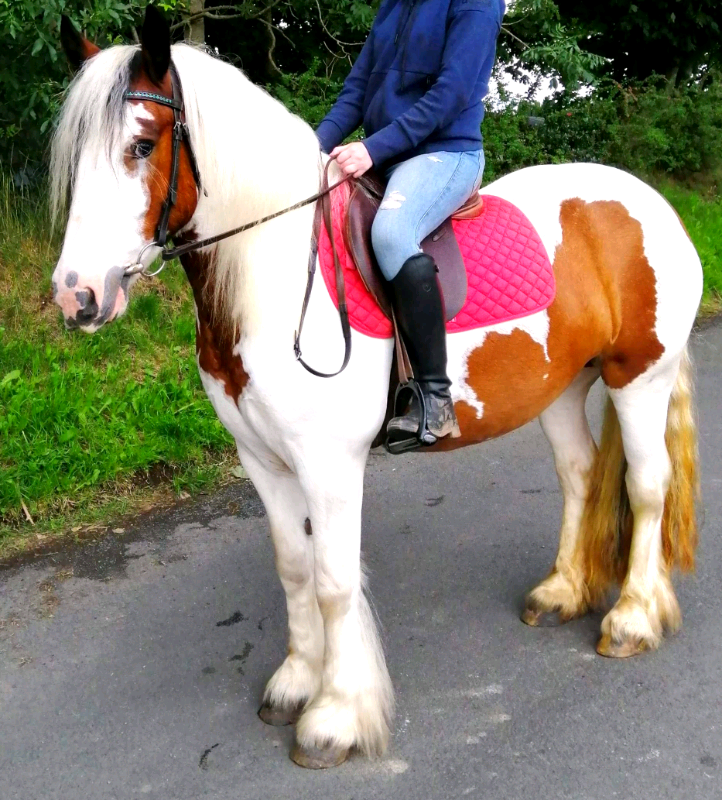 Traditional Gypsy cob in Dromara, County Down Gumtree