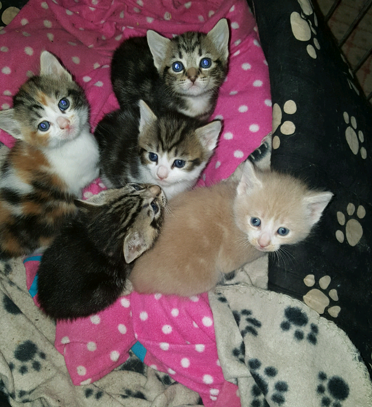 Stunning kittens for sale in Bath, Somerset Gumtree