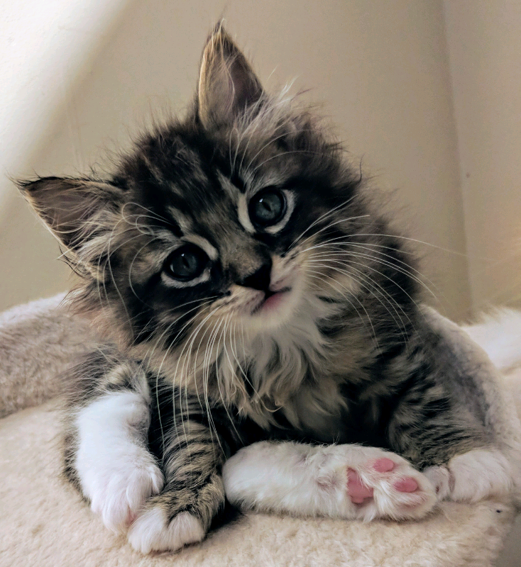 Norwegian Forest Ragdoll kittens ALL RESERVED | in Renfrew ...