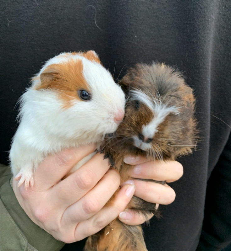Male Guinea Pig For Sale All Reserved In Harrow London Gumtree