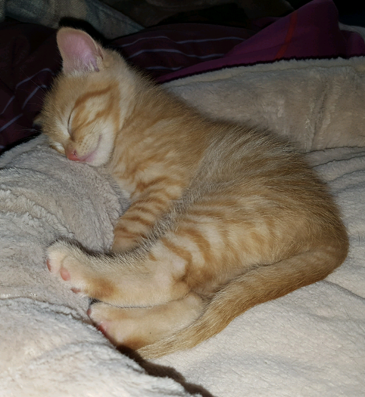 Ginger male kitten in Leicester, Leicestershire Gumtree