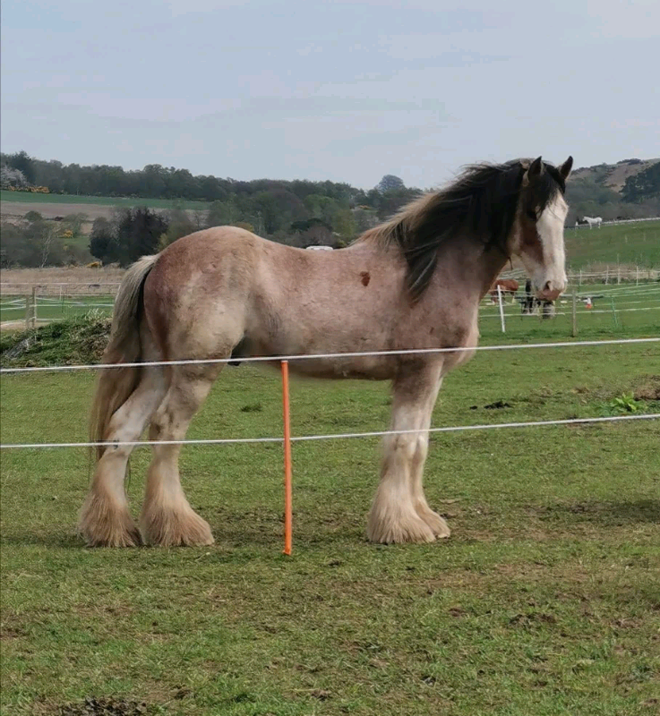 Clydesdale Gelding in Tain, Highland Gumtree