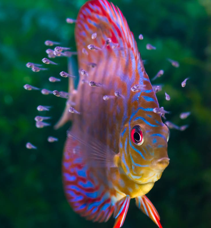 Brine Shrimp Powder Fry & Baby Food