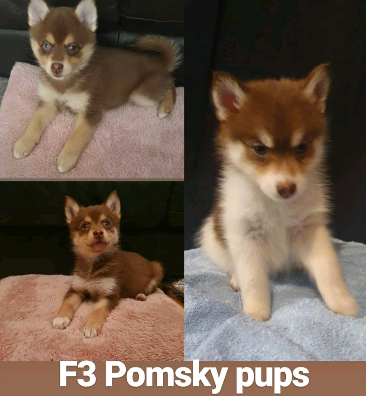 F3 Pomsky Puppies for sale in Newcastle, Tyne and Wear Gumtree