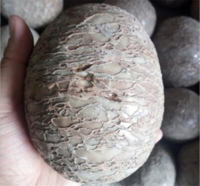 Dinosaur Egg Vatican