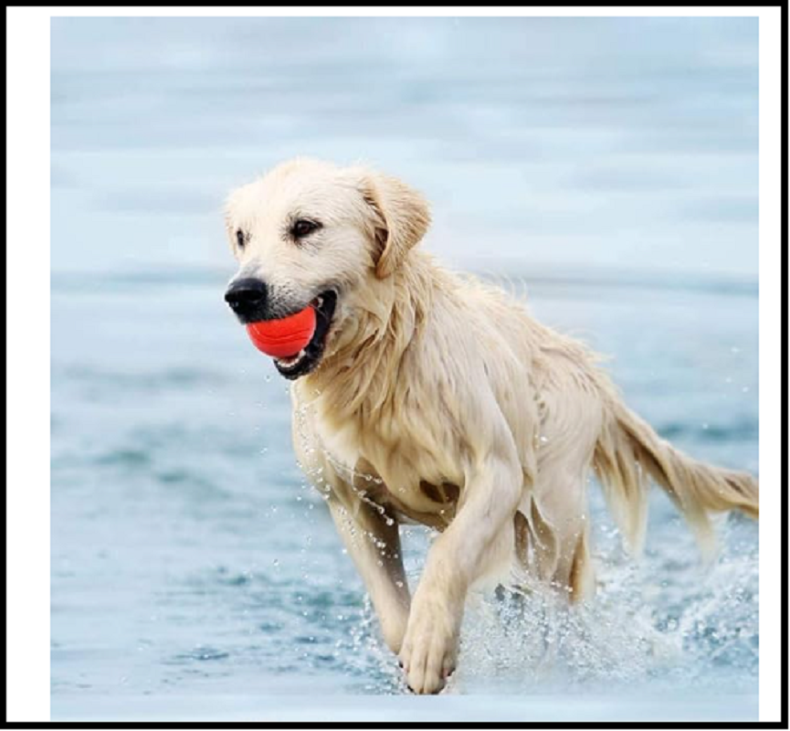 Hard Rubber Balls for Dogs - Indestructible Dog Training Ball