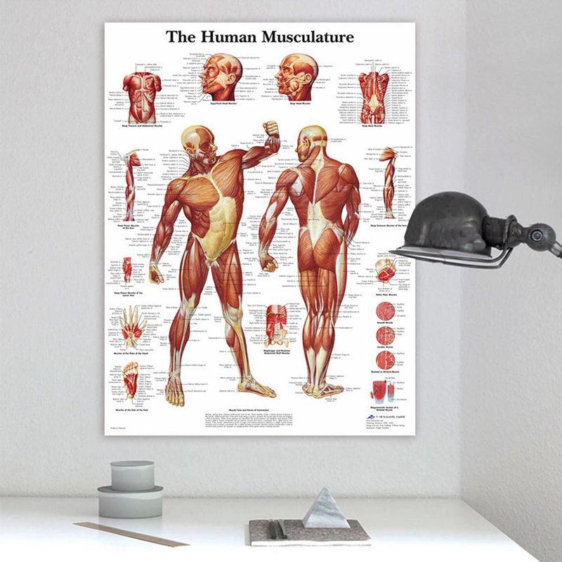 Muscle Anatomy Chart