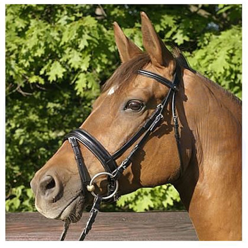 Euroriding Trensenzaum Aberdeen schwed. Reithalfter