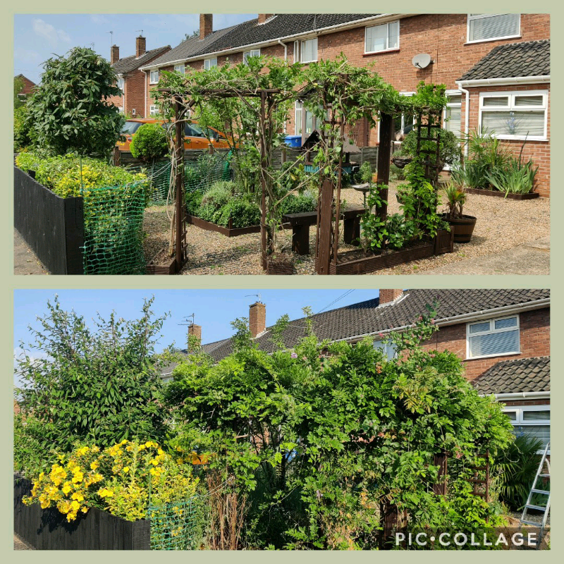 Garden services. 07841483971 in Norwich, Norfolk Gumtree