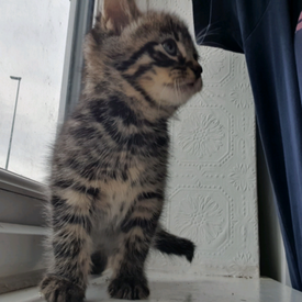 Pets For Sale In Moss Side Manchester Gumtree