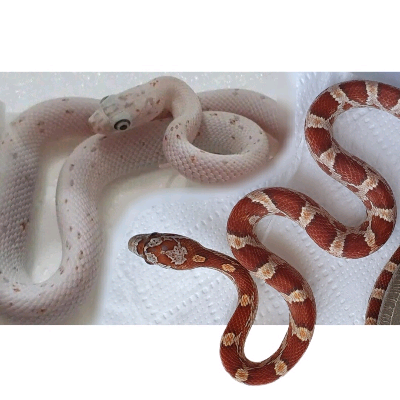 Corn snake hatchlings, Palmetto, Hypomelanistic & Wild cornsnake morph