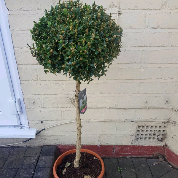 Lollipop Tree for sale in UK 67 used Lollipop Trees