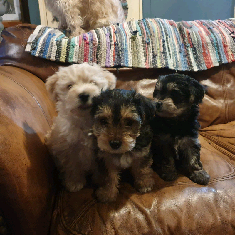 BORKIE PUPPIES FOR SALE in Ambleside, Cumbria Gumtree