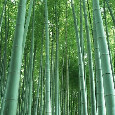 Giant Moso Bamboo Seed 60 Seeds Phyllostachys Pubescens Garden Plants