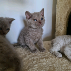 Exotic Kittens For Sale Uk August 2020