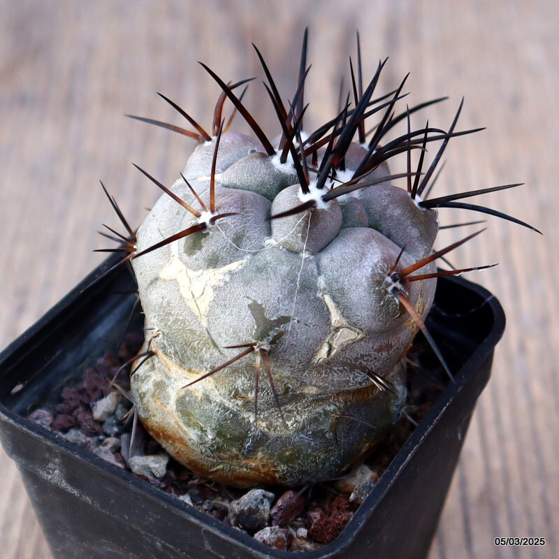 新品　COPIAPOA CINEREA  FlowerSeason D3087 COPIAPOA CINEREA BLACK SPINES pot6-H5-W6 cm MaMa
