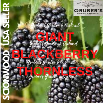 5 GIANT BLACKBERRY Fruit Tree Scion / Cutting / Rooting / Grafting 8-10 inches