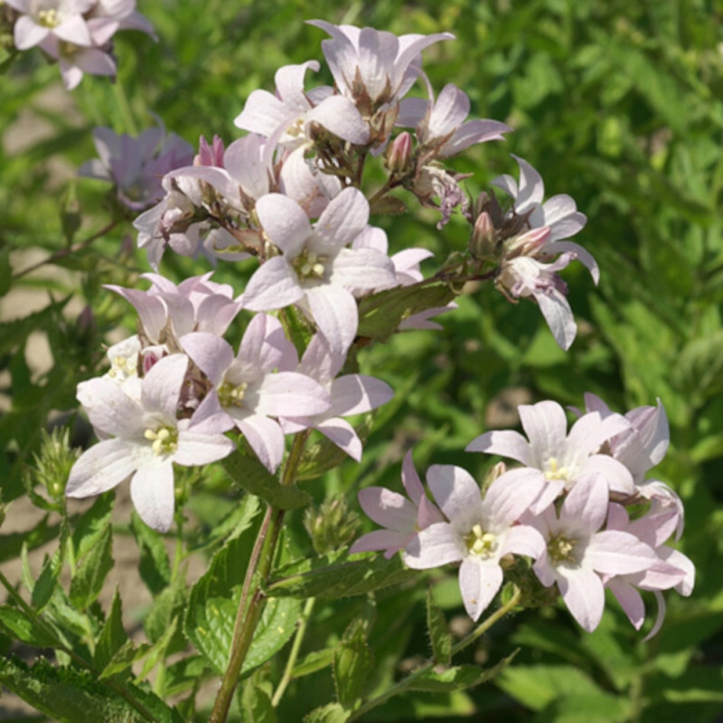 Campanule Ã  Fleurs Laiteuses Loddon Anna-Rose-Arbustif