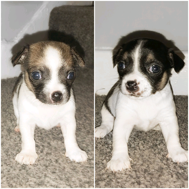 Jack Russell/ Chihuahua Puppies For Sale. in Widnes, Cheshire Gumtree