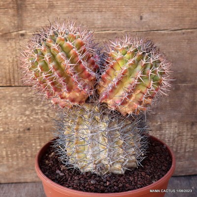 A7039 GYMNOCALYCIUM SCHICKENDANTZII pot22-H26-W21 cm MaMa Cactus