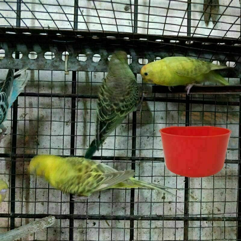 Lot Of 30 Bird Cage Seed Water Food Feeder Clear Plastic Cup container Parakeet