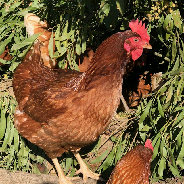 Download FREE RANGE EGG LAYING HENS | Birds | Gumtree Australia ...