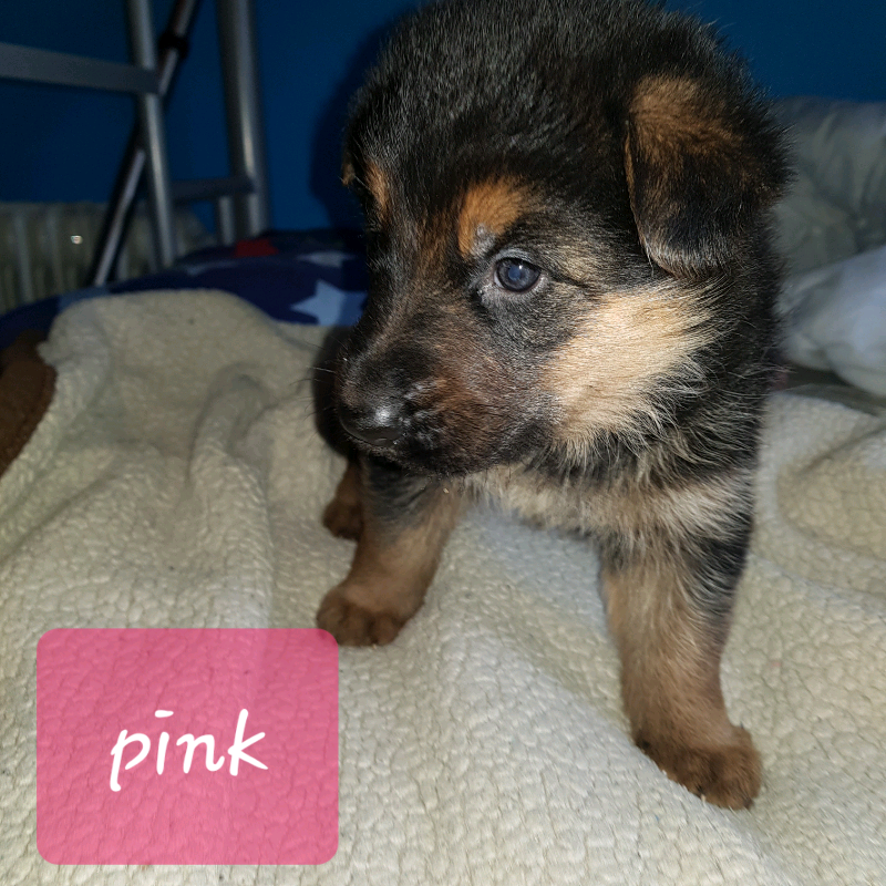 German Shepherd Puppies Female Full Bred Long Haired In