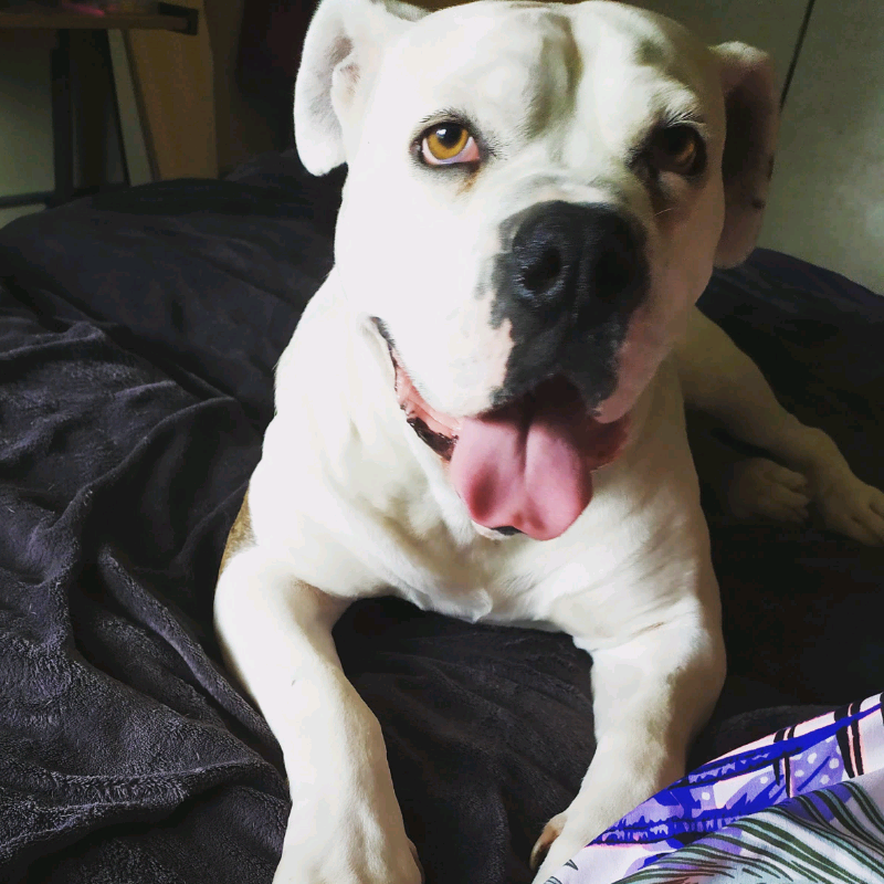 American Bulldog for sale in Plaistow, London Gumtree