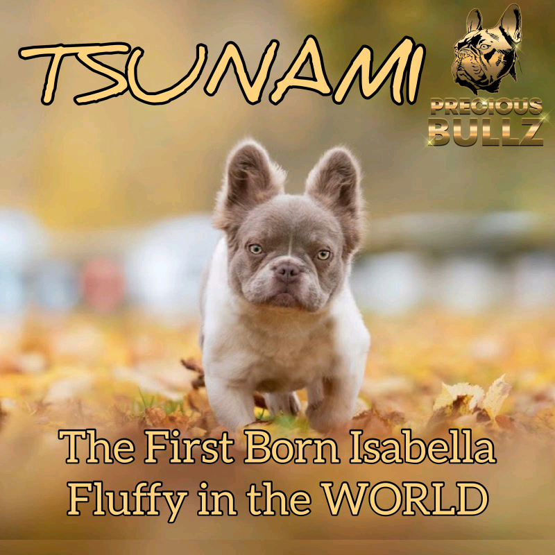 FULL ISABELLA &amp; FLUFFY FRENCH BULLDOG | in Warwick, Warwickshire | Gumtree