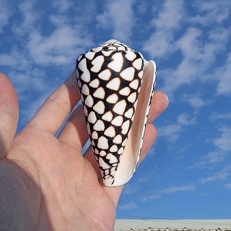 Natural Conch Shells Sea Snail Fish Tank Ornament Aquarium Landscape Decor