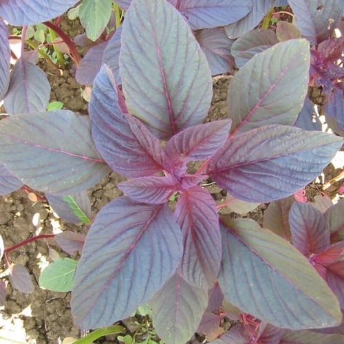 2000+ RED GARNET AMARANTH SEEDS - RED SPINACH | AMARANTH SEEDS , NON GMO - USA