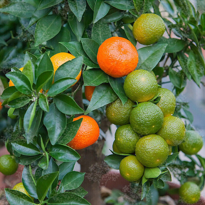 Chinotto Orange Orange Aux Feuilles De Myrte 10 Graines FraÃ®Ches+ Cadeau
