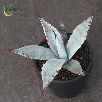 6-9cm Succulent plants Agave sp. Kutsugen-no-Maiougi potted Plants Garden Bonsai